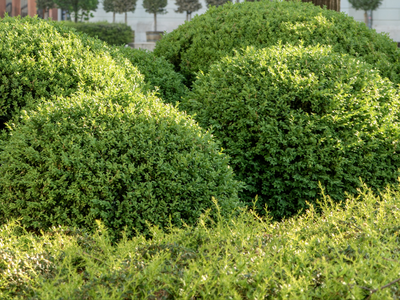 Buxus