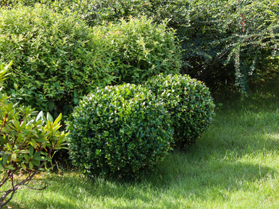 Buxus