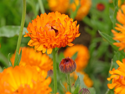 Calendula / Goudsbloem
