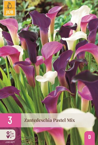 Calla Zantedeschia pastel mix