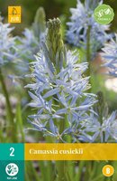 Camassia Cusickii 2 bollen - afbeelding 2