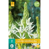 Camassia leichtlinii alba 2 bollen