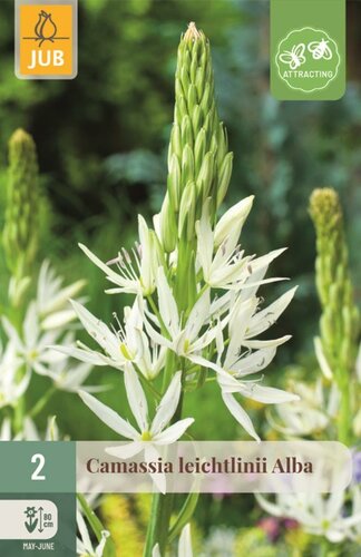CAMASSIA LEICHTLINII ALBA