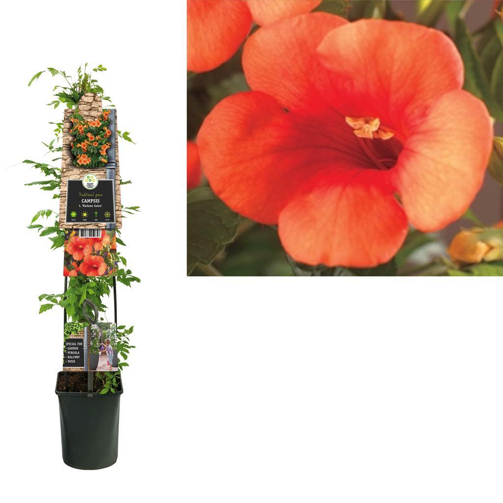 Oranje trompetbloem (Campsis tagliabuana Madame Galen) klimplant 120 cm 1 stuks