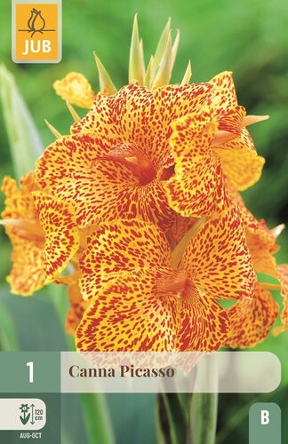 Canna Picasso - afbeelding 1