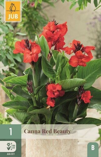 Canna red beauty - afbeelding 1