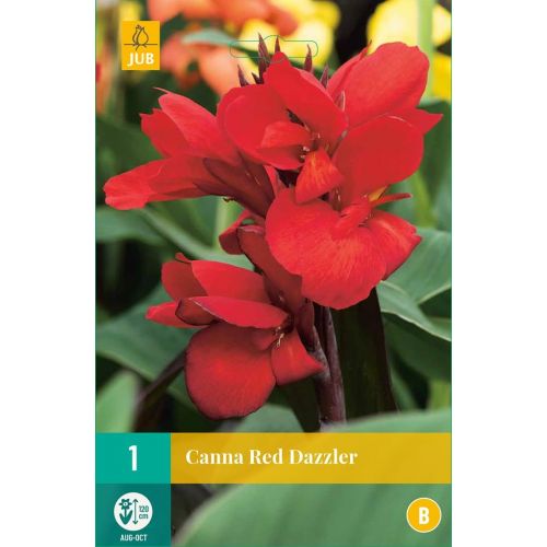 Canna red dazzler