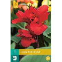 Canna red dazzler