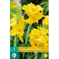 Canna Richard Wallace - afbeelding 2