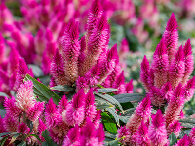 Celosia / Hanekam