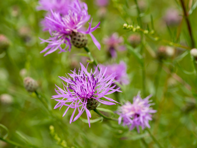 Centaurea / Korenbloem