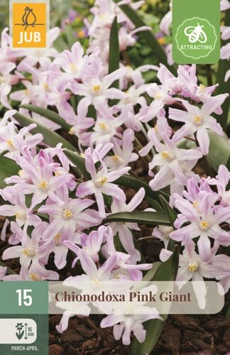 Chionodoxa bollen pink giant 15 bollen - afbeelding 1