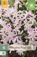 Chionodoxa bollen pink giant 15 bollen - afbeelding 1