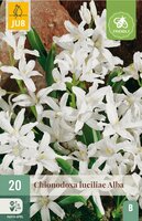 Chionodoxa luciliae alba 20 bollen