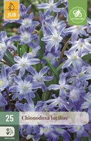 Chionodoxa luciliae gigantea 25 bollen