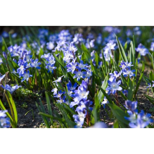 Chionodoxa luciliae gigantea 25 bollen - afbeelding 2