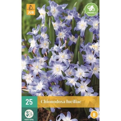 Chionodoxa luciliae gigantea 25 bollen - afbeelding 1