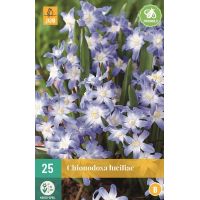 Chionodoxa luciliae gigantea 25 bollen - afbeelding 1