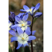 Chionodoxa luciliae gigantea 25 bollen - afbeelding 3