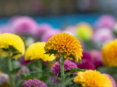 Chrysant / Margriet vast