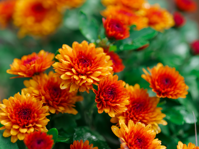 Chrysanthemum / Margriet