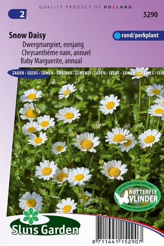 Chrysanthemum zaden Snow Daisy Margriet