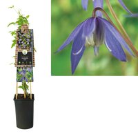 Clematis alpina - bosrank