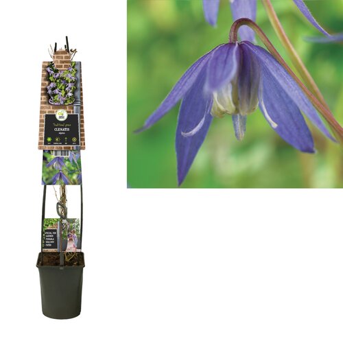 Clematis alpina - bosrank L