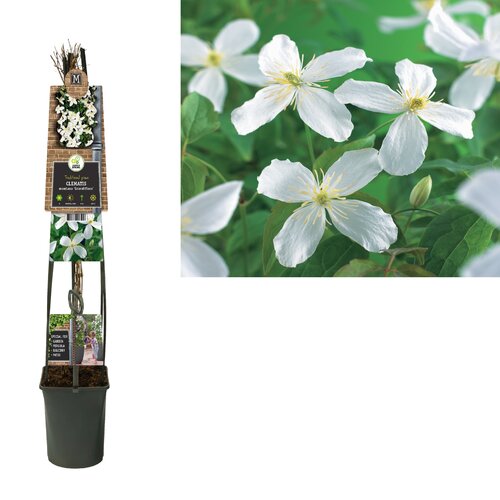 Clematis armandii - bosrank L
