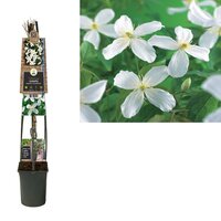 Clematis armandii - bosrank L