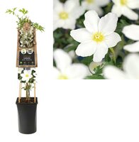Clematis cartmanii 'Avalanche' - Bosrank