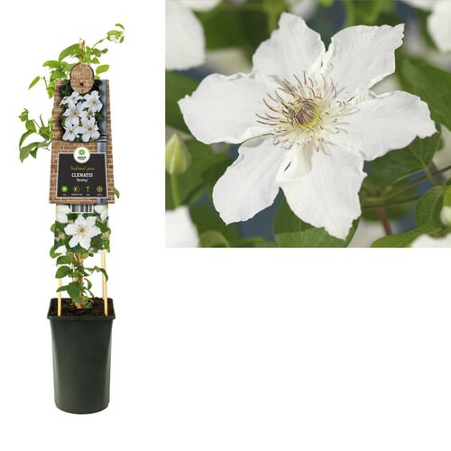 Clematis Destiny - Bosrank