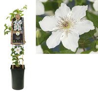 Clematis Destiny - Bosrank