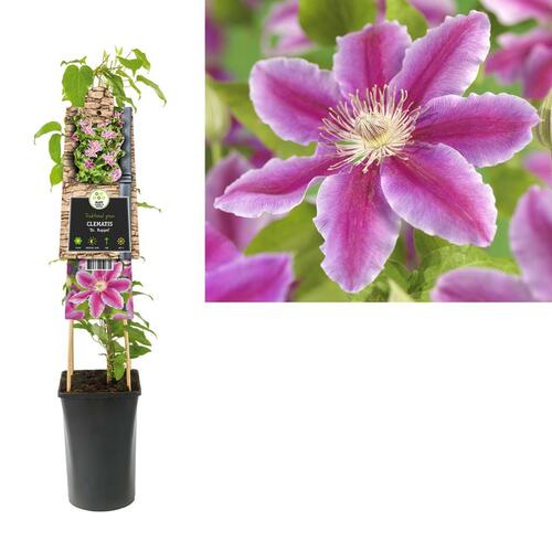 Clematis 'Dr Ruppel' roze - Bosrank