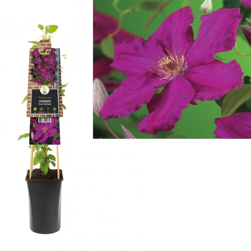 Clematis 'Ernest Markham' - bosrank