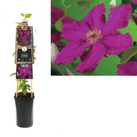 Clematis 'Ernest Markham' - bosrank