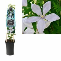 Clematis Fantastic Perfume - Bosrank