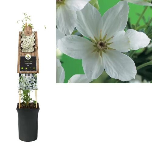 Clematis Joe - bosrank