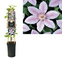 Clematis John Paul II - bosrank
