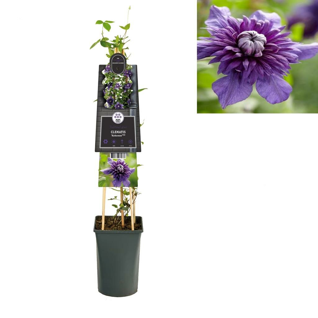 Clematis Kokonoe