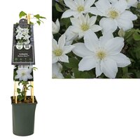 Clematis Madame Blanc - Bosrank