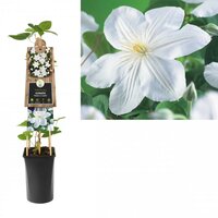 Clematis 'Madame Le Coultre' - bosrank