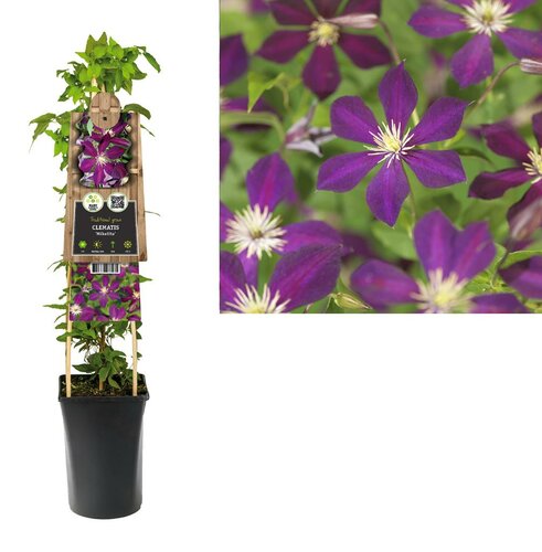 Clematis Mikelite - Bosrank