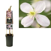 Clematis montana 'Fragrant Spring' - bosrank