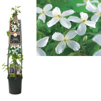 Clematis montana 'Grandiflora' - bosrank L