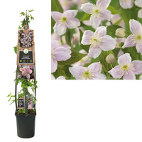 Clematis montana 'Mayleen' - bosrank L