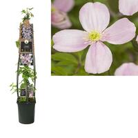 Clematis 'montana Rubens' - L