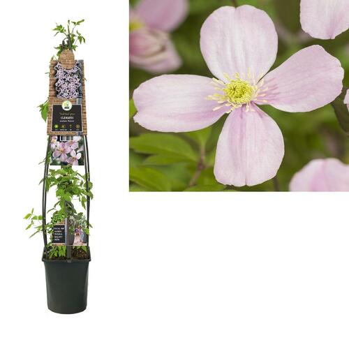 Clematis 'montana Rubens' L - bosrank