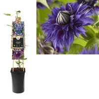 Clematis Multi Blue - bosrank