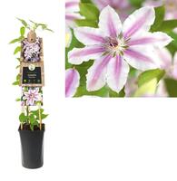 Clematis "Nelly Moser" - bosrank